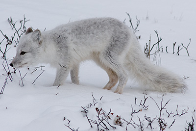 arctic fox