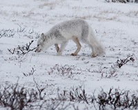 arctic fox