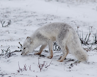 arctic fox