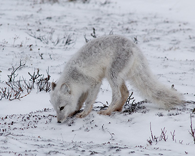 arctic fox