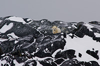 polar bear on ancient rock formation