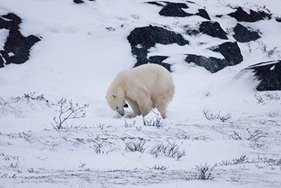 polar bear