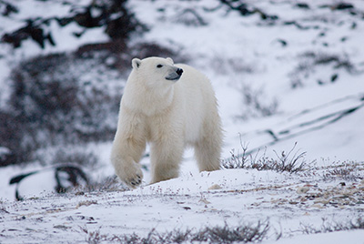 polar bear