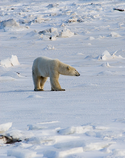 polar bear