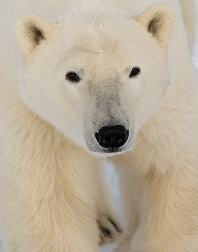 polar bear close up