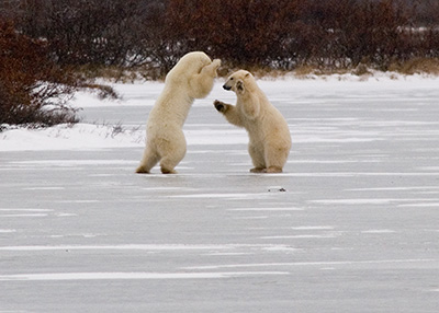 fighting polar bears