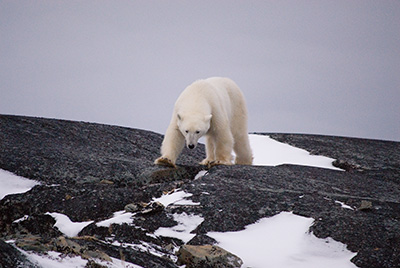 polar bear