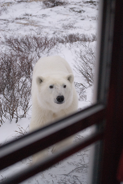 polar bear