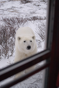 polar bear