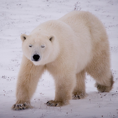 polar bear