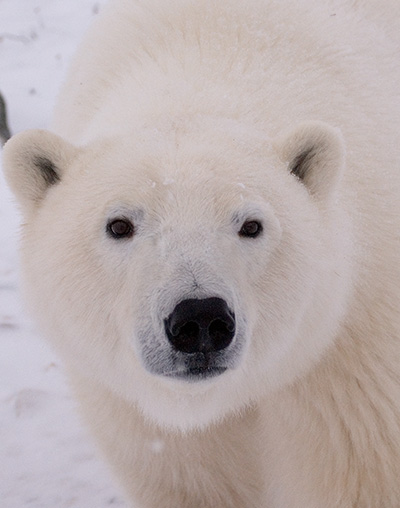 polar bear close up