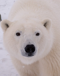 polar bear face