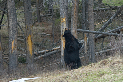 black bear scratching