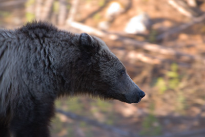 griz profile