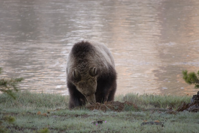 griz rooting a