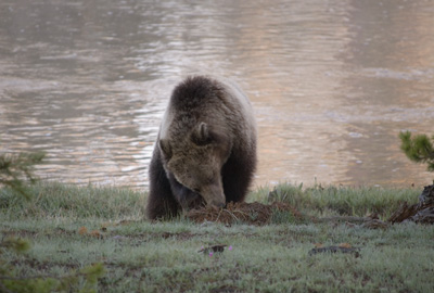 griz rooting b