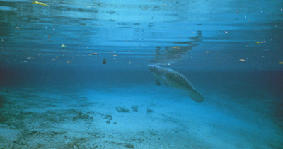 manatee in 3 sisters springs