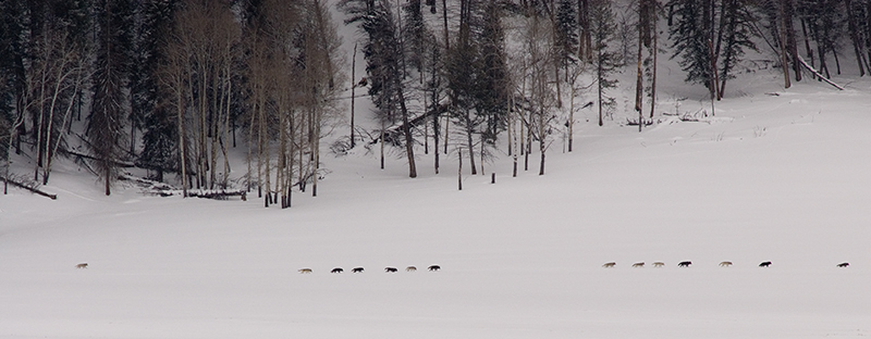 14 druid wolves in the lamar valley