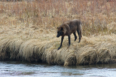 druid wolf and the lamar river