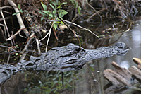 american alligator