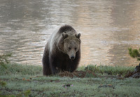 griz rooting