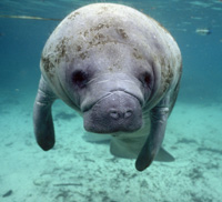 manatee close-up