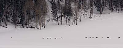 14 druid wolves in Lamar River valley