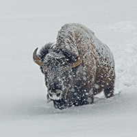 bison in snow