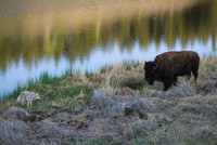 coyote and buffalo