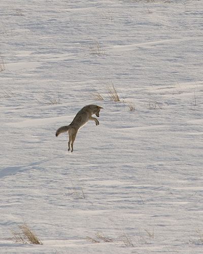 coyote jumping and hunting