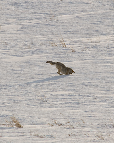 coyote hunting