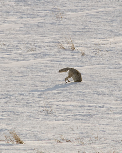 coyote hunting