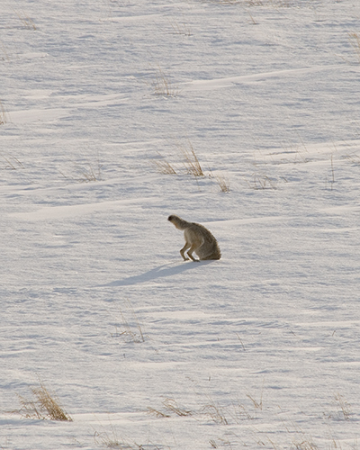 coyote hunting