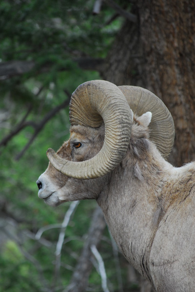 bighorn sheep