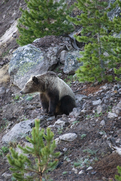 griz sitting