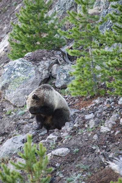 griz covering eyes