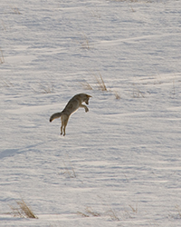 coyote hunting and jumping 