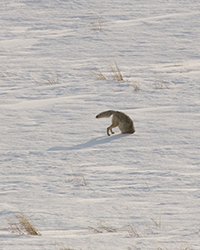 coyote hunting