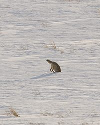 coyote hunting