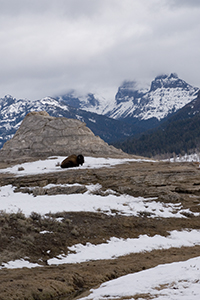 bison and Soda Butte Cone