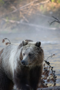 griz posing