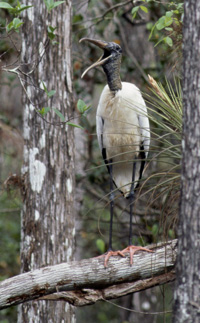 squaking wood stork