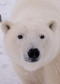 polar bear at Bird Cove, Churchill, Manitoba